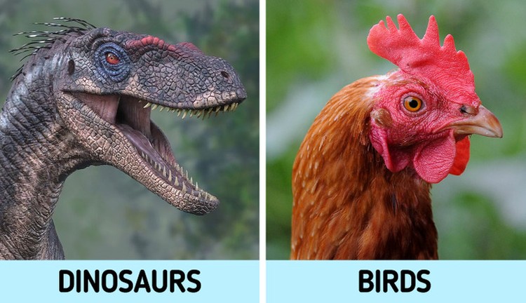Evolusi hewan
