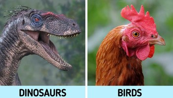 Kebanyakan dinosaurus lebih dekat dengan unggas daripada kadal. Secara teknis, semua burung modern adalah dinosaurus, tetapi tidak semua dinosaurus adalah burung. Hanya kelompok yang disebut theropoda , yang mencakup T-rex, velociraptors, dan semua dinosaurus berkaki dua pemakan daging lainnya. Foto: Brightside