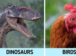 Perbandingan Mencengangkan Hewan dan Nenek Moyangnya