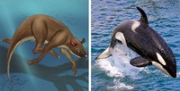 Evolusi hewan