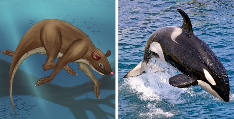 Evolusi hewan