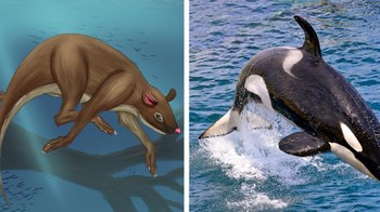 Semua paus, termasuk orca dan lumba-lumba, berasal dari hewan seukuran kucing dan mirip tikus, yang disebut Indohynus, yang tidak hanya hidup di darat tetapi juga vegetarian. Paus adalah kerabat dekat sapi dan memiliki nenek moyang yang sama dengan mereka. Foto: Brightside