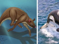 Perbandingan Mencengangkan Hewan dan Nenek Moyangnya