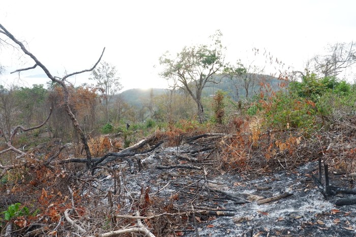 Hutan Bowosie Labuan Bajo