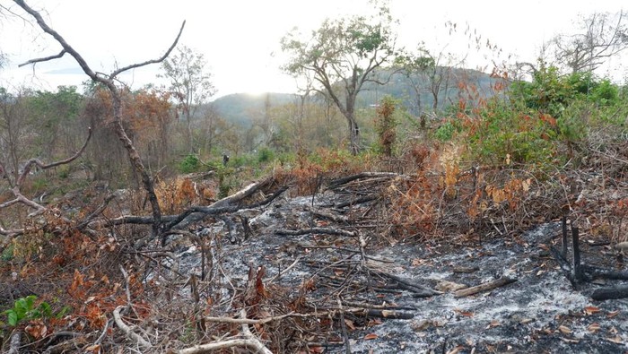 Hutan Bowosie Labuan Bajo