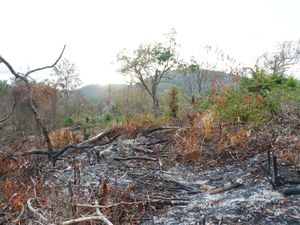 Mengenal Hutan Bowosie yang Jadi Rebutan BPOLBF VS Warga
