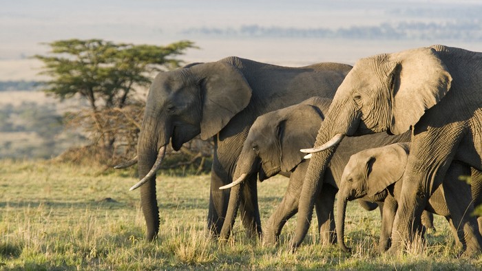 African Elephants on the Masai Mara, Kenya, Africa