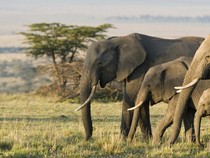 Nekat Mau Foto Anak Gajah, Turis Mati Terinjak-injak