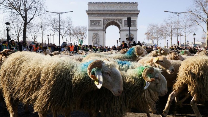 Jalan Terpopuler di Prancis Dipenuhi Ratusan Domba, Ada Apa? Pemandangan unik terlihat di Champs Elysees Avenue, Paris, Prancis. Salah satu jalan paling di dunia itu dipenuhi ratusan hewan ternak. Ada apa?