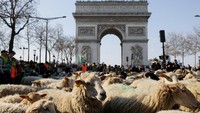 Kehadiran hewan ternak ini pun menarik perhatian warga sekitar. Tak sedikit masyarakat yang penasaran ingin melihat domba maupun hewan ternak lainnya di Champs Elysees Avenue.