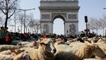Jalan Terpopuler di Prancis Dipenuhi Ribuan Domba, Ada Apa?