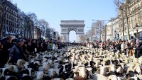 2.000 ekor domba memenuhi kawasan Champs Elysees Avenue di Paris, Prancis, Minggu (6/3/2022) waktu setempat.