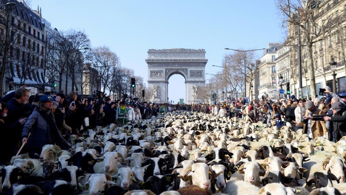 Pemandangan unik terlihat di Champs Elysees Avenue, Paris, Prancis. Salah satu jalan paling di dunia itu dipenuhi ratusan hewan ternak. Ada apa?