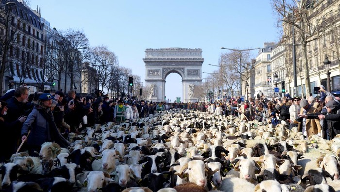 Jalan Terpopuler di Prancis Dipenuhi Ratusan Domba, Ada Apa? Pemandangan unik terlihat di Champs Elysees Avenue, Paris, Prancis. Salah satu jalan paling di dunia itu dipenuhi ratusan hewan ternak. Ada apa?