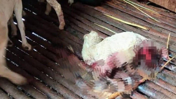 Kambing-kambing Warga Bondowoso Kembali Ditemukan Mati Misterius