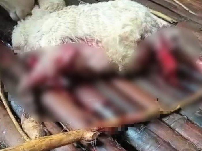 Kambing-kambing Warga Bondowoso Kembali Ditemukan Mati Misterius