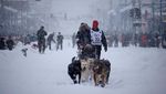 Melihat Aksi Balap Kereta Luncur Anjing di Alaska
