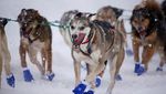 Melihat Aksi Balap Kereta Luncur Anjing di Alaska