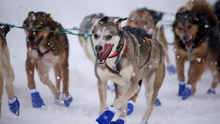 Melihat Aksi Balap Kereta Luncur Anjing di Alaska Brent Sass during the ceremonial start of the 50th Iditarod Trail Sled Dog Race in Anchorage, Alaska, U.S. March 5, 2022. REUTERS/Kerry Tasker