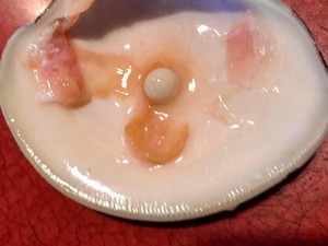 Tajir Mendadak! Pasangan Ini Temukan Mutiara Mahal Saat Makan Tiram di Restoran