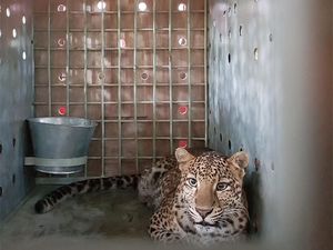 Lepas Liar Rasi Si Macan Tutul Jawa di Hutan Ciremai, Calon Ratu Rimba