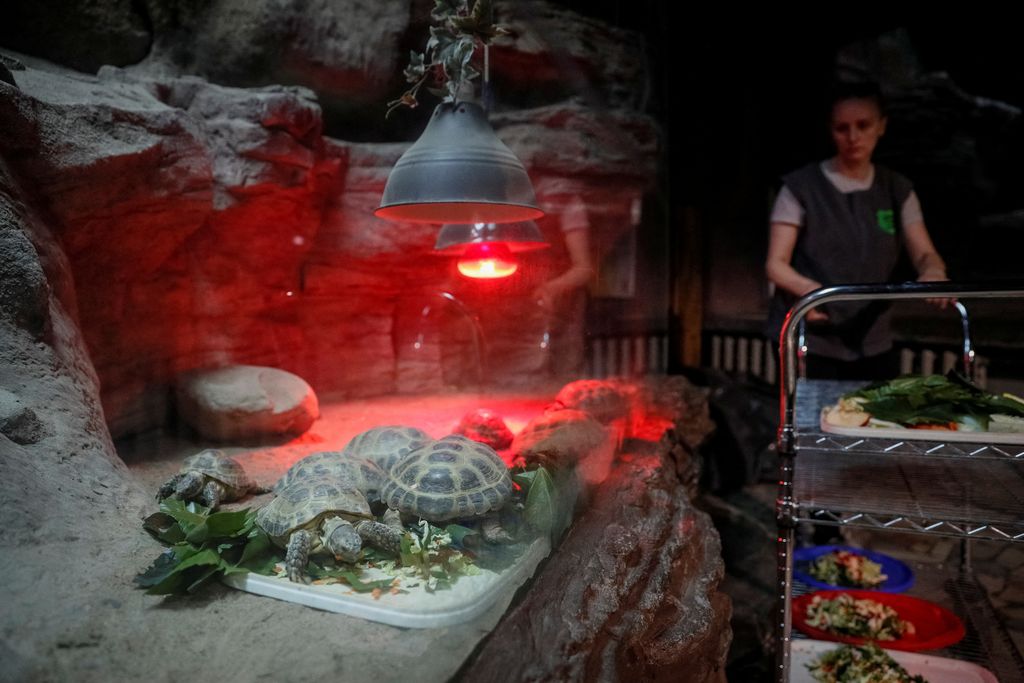 Trantin Kirill, zoo director, feeds Khoras, an 17-year-old male elephant in the city zoo in Kyiv, Ukraine, March 3, 2022. REUTERS/Gleb Garanich