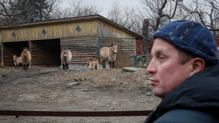 Satwa Kebun Binatang Kiev Bertahan di Tengah Peperangan Trantin Kirill, zoo director, feeds Khoras, an 17-year-old male elephant in the city zoo in Kyiv, Ukraine, March 3, 2022. REUTERS/Gleb Garanich