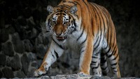 Kebun Binatang Kiev memiliki areal seluas 99 hektare. Saat ini kebun binatang terluas di Ukraina ini merupakan rumah bagi 200 spesies dan hampir 4.000 hewan, termasuk singa, harimau, beruang, gajah, gorila, dan zebra.