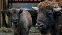 Namun, para staf hanya bisa menyelamatkan puluhan satwa yang bisa mereka selamatkan. Sementara masih ada ribuan satwa yang bertahan di kebun binatang Kiev.
