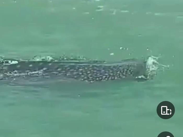 Video penampakan hiu tutul di Pantai Bandengan, Jepara, Senin (7/3/2022).
