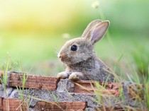 Bagaimana Nasib Hewan di Akhirat?