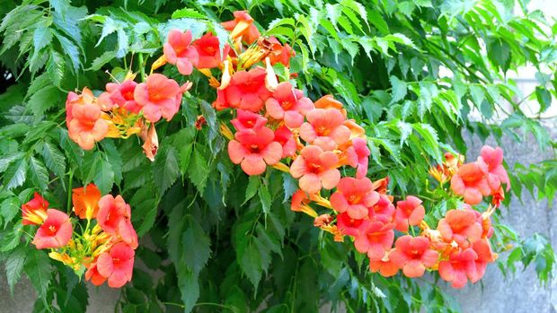 ilustrasi tanaman trumpet vine Campsis radicans, commonly called trumpet vine or trumpet creeper, is a dense, vigorous, multi-stemmed, deciduous, woody, clinging vine that attaches itself to structures and climbs by aerial rootlets. Clusters of red trumpet-shaped flowers appear throughout the summer (June to September). Flowers are followed by long, bean-like seed pods which split open when ripe, releasing numerous 2-winged seeds for dispersal by the wind.