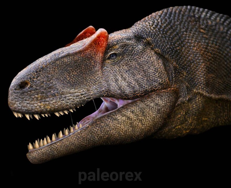 Palaorex