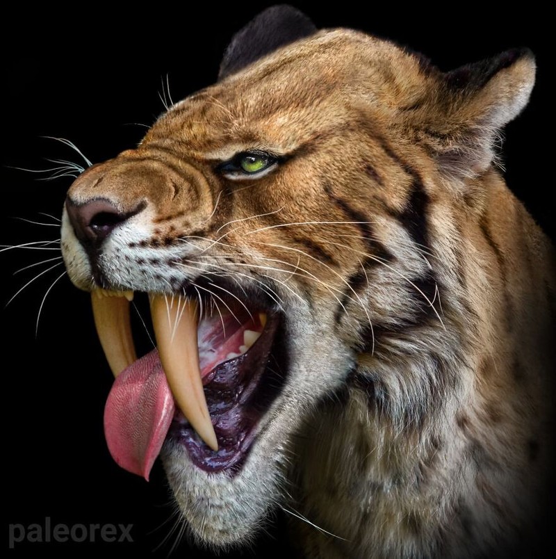 Palaorex