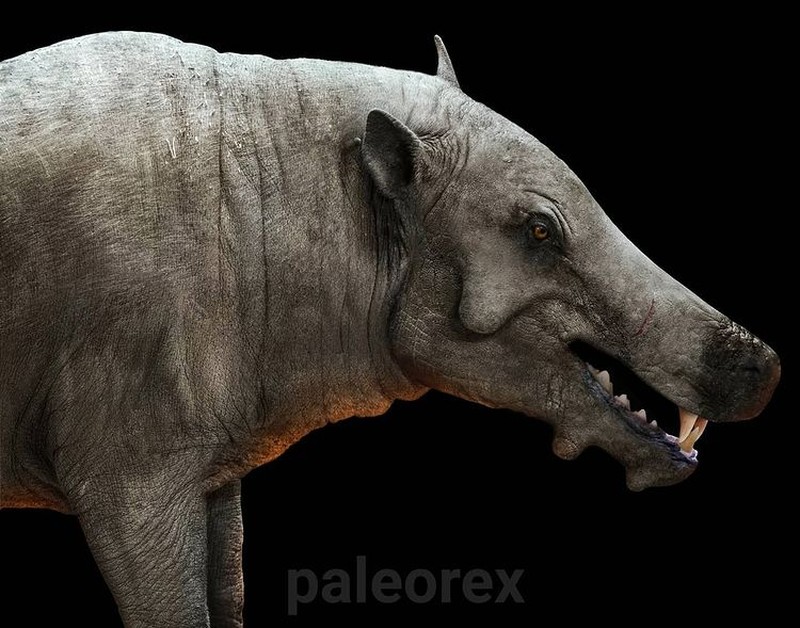 Palaorex