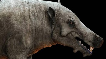 Daeodon Foto: Palaorex