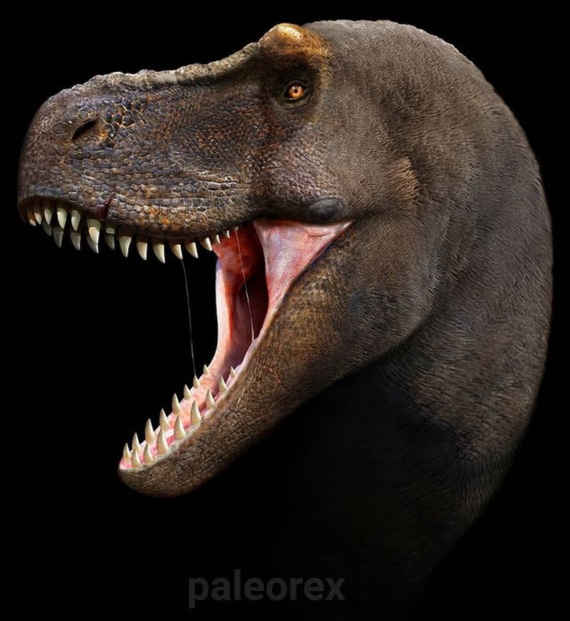 Palaorex