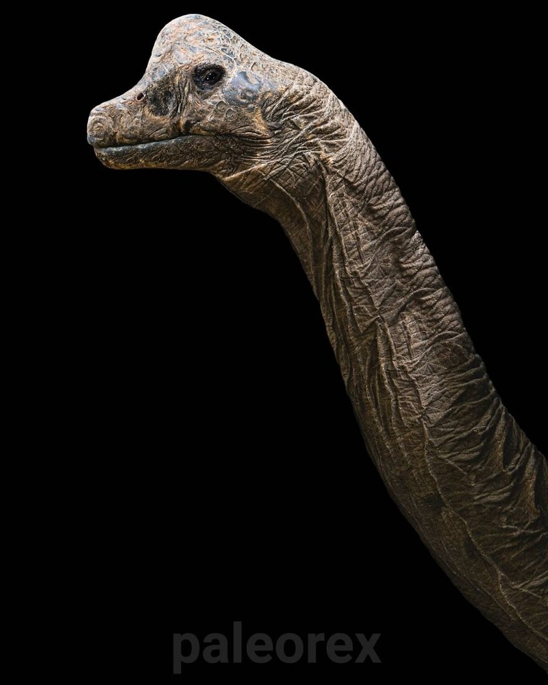 Palaorex
