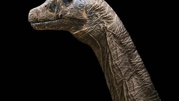 Jika ingin melihat foto-foto lain seperti Brachiosaurus ini, kamu bisa mengunjugi akun Instagram Palaorex di sini. Foto: Palaorex 