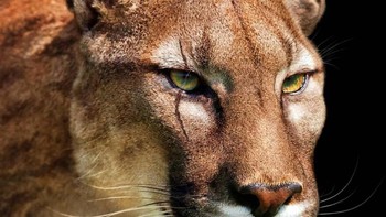 Smilodon Foto: Palaorex