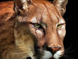 Ngeri Tapi Keren, Begini Tampilan Hewan Jurassic di Dunia Nyata