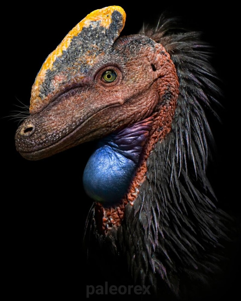 Palaorex