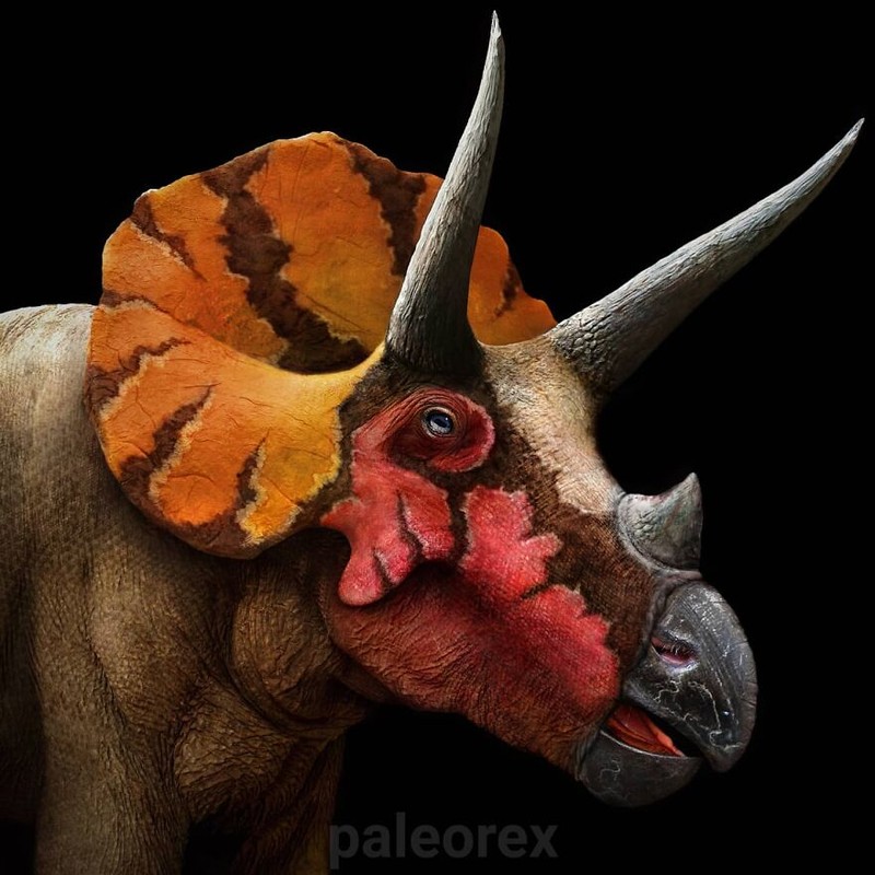 Palaorex