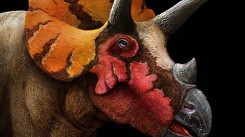 Triceratops Foto: Palaorex