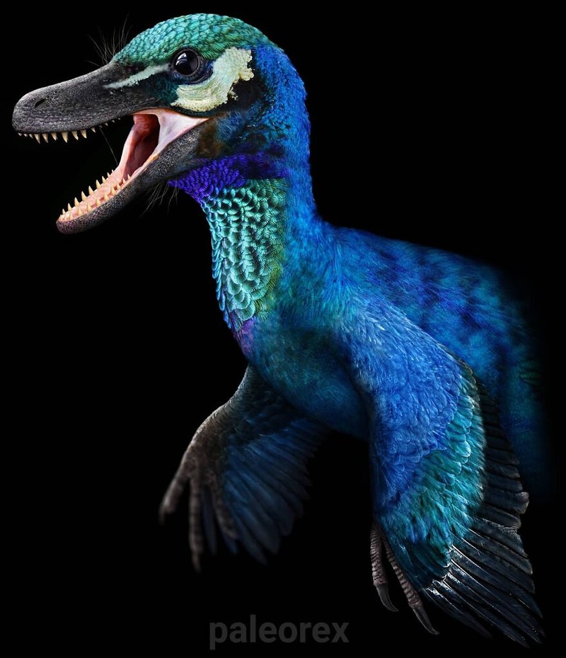 Palaorex