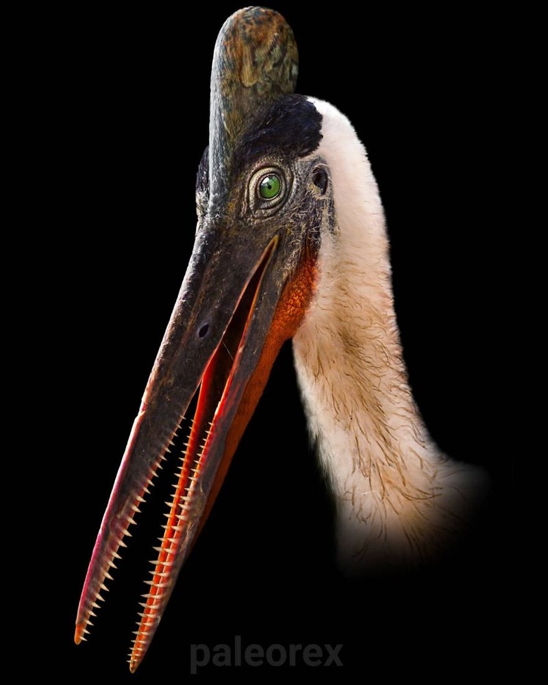 Palaorex