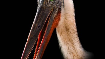 Pterodactylus Foto: Palaorex