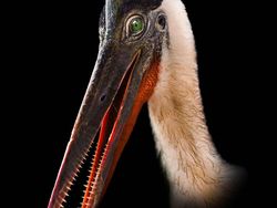 Ngeri Tapi Keren, Begini Tampilan Hewan Jurassic di Dunia Nyata