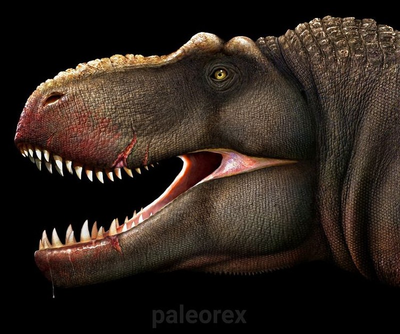 Palaorex