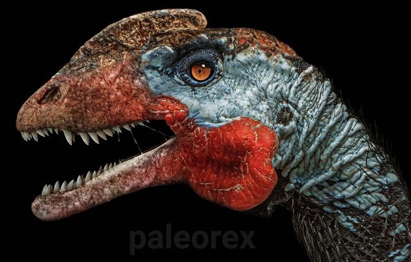 Palaorex